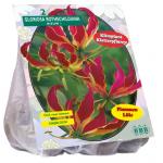 Baltus Gloriosa Rothschildiana klimlelie bloembollen per 2 stuks