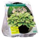 Baltus Hosta Aureo Marginata bloembollen per 3 stuks