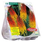 Baltus Kniphofia bloembollen per 10 stuks