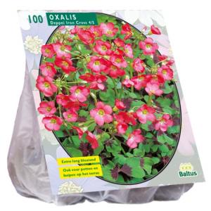 Baltus Oxalis Deppei Iron Cross bloembollen per 100 stuks