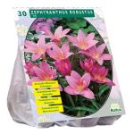 Baltus Zephyranthus Robustus bloembollen per 30 stuks