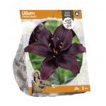 Baltus Lilium Asiatic Black Lelie bloembollen per 2 stuks