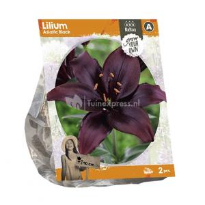 Baltus Lilium Asiatic Black Lelie bloembollen per 2 stuks