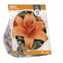 Baltus Lilium Asiatic Orange Lelie bloembollen per 2 stuks