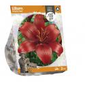 Baltus Lilium Asiatic Red Lelie bloembollen per 2 stuks
