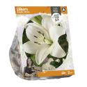 Baltus Lilium Asiatic White Lelie bloembollen per 2 stuks