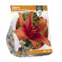 Baltus Lilium Double Asiatic Red Twin Lelie bloembollen per 2 stuks