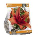 Baltus Lilium Double Asiatic Red Twin Lelie bloembollen per 2 stuks