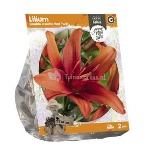 Baltus Lilium Double Asiatic Red Twin Lelie bloembollen per 2 stuks