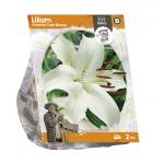 Baltus Lilium Oriental Casa Blanca Lelie bloembollen per 2 stuks