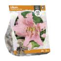 Baltus Lilium Oriental Curly Sue Lelie bloembollen per 2 stuks