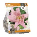 Baltus Lilium Oriental Curly Sue Lelie bloembollen per 2 stuks