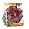 Baltus Lilium Oriental Gran Tourismo Lelie bloembollen per 2 stuks