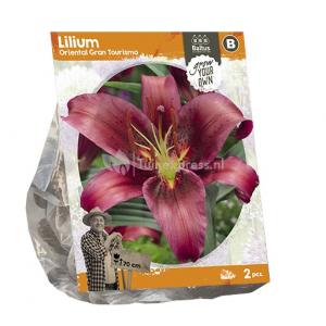 Baltus Lilium Oriental Gran Tourismo Lelie bloembollen per 2 stuks