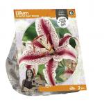 Baltus Lilium Oriental Tiger Woods Lelie bloembollen per 2 stuks