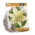 Baltus Lilium Oriental Tigermoon Lelie bloembollen per 2 stuks