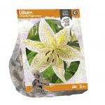 Baltus Lilium Oriental Tigermoon Lelie bloembollen per 2 stuks
