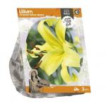 Baltus Lilium Oriental Yellow Space Lelie bloembollen per 2 stuks