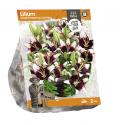 Baltus Lilium Small flowering Curitiba Lelie bloembollen per 2 stuks