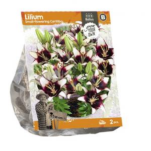 Baltus Lilium Small flowering Curitiba Lelie bloembollen per 2 stuks