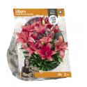 Baltus Lilium Small flowering Pink Lelie bloembollen per 2 stuks