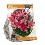 Baltus Lilium Small flowering Pink Lelie bloembollen per 2 stuks