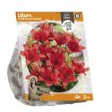 Baltus Lilium Small flowering Red Lelie bloembollen per 2 stuks