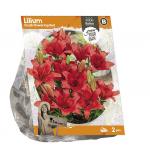 Baltus Lilium Small flowering Red Lelie bloembollen per 2 stuks
