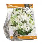 Baltus Lilium Small flowering White Lelie bloembollen per 2 stuks