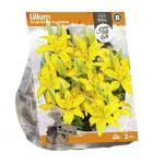 Baltus Lilium Small flowering Yellow Lelie bloembollen per 2 stuks