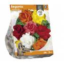 Baltus Begonia Camelia Mix bloembollen per 3 stuks