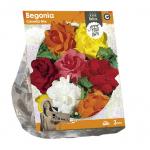 Baltus Begonia Camelia Mix bloembollen per 3 stuks