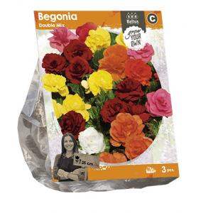 Baltus Begonia Double Mix bloembollen per 3 stuks