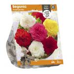 Baltus Begonia Fimbriata Mix bloembollen per 3 stuks