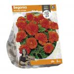 Baltus Begonia Non-stop orange bloembollen per 3 stuks