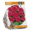 Baltus Begonia Non-stop pink bloembollen per 3 stuks