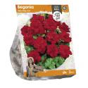 Baltus Begonia Non-stop red bloembollen per 3 stuks