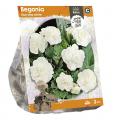 Baltus Begonia Non-stop white bloembollen per 3 stuks