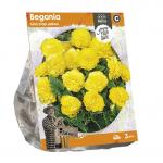Baltus Begonia Non-stop yellow bloembollen per 3 stuks