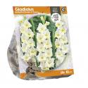 Baltus Gladiolus Butterfly Break of Dawn Gladiolen bloembollen per 10 stuks