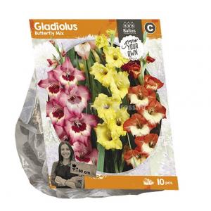 Baltus Gladiolus Butterfly Mix Gladiolen bloembollen per 10 stuks