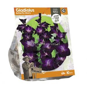 Baltus Gladiolus Butterfly Waris Gladiolen bloembollen per 10 stuks