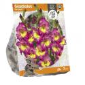 Baltus Gladiolus Far West Gladiolen bloembollen per 7 stuks