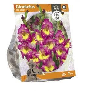 Baltus Gladiolus Far West Gladiolen bloembollen per 7 stuks