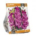 Baltus Gladiolus Fidelio Gladiolen bloembollen per 7 stuks
