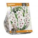 Baltus Gladiolus Fiorentina Gladiolen bloembollen per 7 stuks