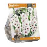 Baltus Gladiolus Fiorentina Gladiolen bloembollen per 7 stuks