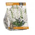 Baltus Gladiolus Glamini Blondie Gladiolen bloembollen per 10 stuks