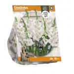Baltus Gladiolus Glamini Blondie Gladiolen bloembollen per 10 stuks