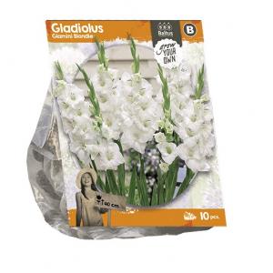 Baltus Gladiolus Glamini Blondie Gladiolen bloembollen per 10 stuks